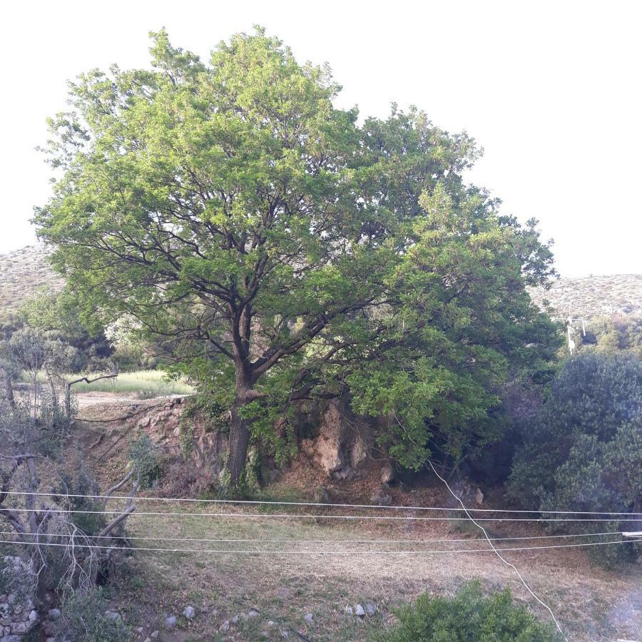 Antea Apartamento Mlini Exterior foto